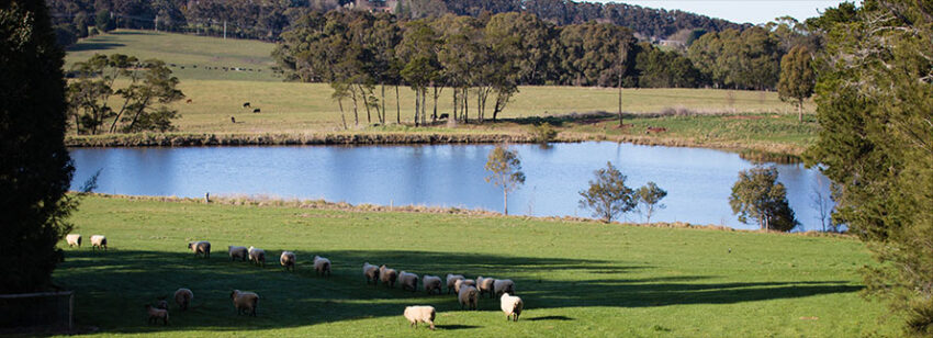 View with Dam and Sheep